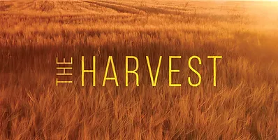 image from The Harvest